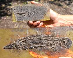 The fossils collected from here range from completely articulated skeletons to the contents of stomachs of animals at the tim The fossils collected from here range from completely articulated skeletons to the contents of stomachs of animals at the time